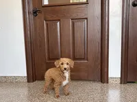 Henry , a male Havapoo for sale in Nappanee, IN – 5 of 10