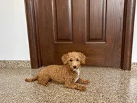 Henry , a male Havapoo for sale in Nappanee, IN – 4 of 10