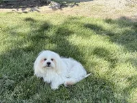 Chloe, a female Lhasa Apso for sale in Nappanee, IN – 3 of 5