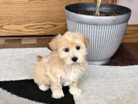 Timmy, a male Maltipoo for sale in Nappanee, IN – 2 of 10