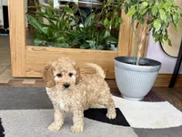 Lonnie, a male Cockapoo for sale in Nappanee, IN – 6 of 7