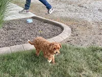 Lenny, a male Maltipoo for sale in Nappanee, IN – 2 of 8