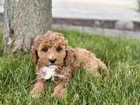 Larry F1b, a male Cockapoo for sale in Nappanee, IN – 2 of 9