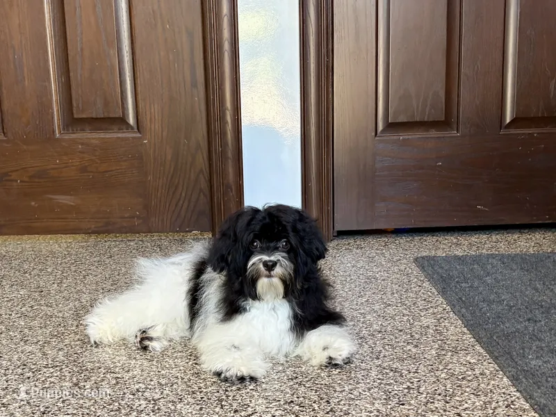 Lanie – Havanese puppy for sale in Nappanee, IN