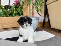 Corrie , a female Havanese for sale in Nappanee, IN – 6 of 10