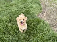 Tiny 2 , a male Maltipoo for sale in Nappanee, IN – 8 of 9