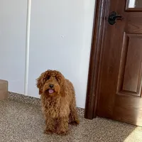 Red F1b, a male Cockapoo for sale in Nappanee, IN – Photo 6 of 6