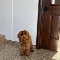 Red F1b, a male Cockapoo for sale in Nappanee, IN – Photo 5 of 6