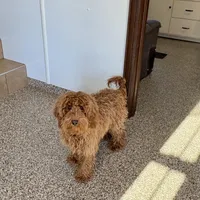 Red F1b, a male Cockapoo for sale in Nappanee, IN – Photo 4 of 6