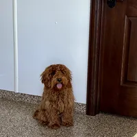 Red F1b, a male Cockapoo for sale in Nappanee, IN – Photo 1 of 6