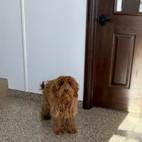 Red F1b, a male Cockapoo for sale in Nappanee, IN – Photo 2 of 6