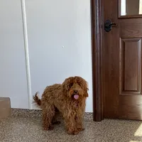 Red F1b, a male Cockapoo for sale in Nappanee, IN – Photo 3 of 6