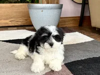Jami , a female Lhasa Apso and Maltese for sale in Nappanee, IN – 7 of 8