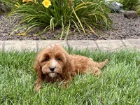 Dena, a female Cavapoo for sale in Nappanee, IN – 8 of 8