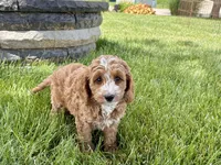 Lisa F1b, a female Cockapoo for sale in Nappanee, IN – 3 of 9
