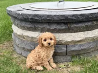 Jade, a female Cockapoo and Cavalier King Charles Spaniel for sale in Nappanee, IN – 8 of 8
