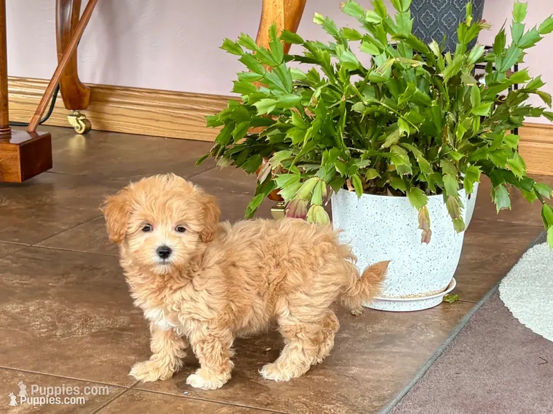 Janie  – Maltipoo puppy for sale in Nappanee, IN