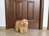 Marshmallow, a male Maltipoo for sale in Nappanee, IN – 3 of 7