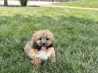 Gloria , a female Lhasa Apso for sale in Nappanee, IN – 3 of 10