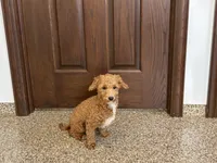Henry , a male Havapoo for sale in Nappanee, IN – 6 of 10