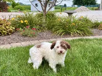 Chico, a male Havanese for sale in Nappanee, IN – 4 of 8
