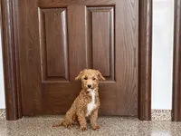Henry , a male Havapoo for sale in Nappanee, IN – 2 of 10