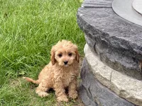 Jade, a female Cockapoo and Cavalier King Charles Spaniel for sale in Nappanee, IN – 3 of 8