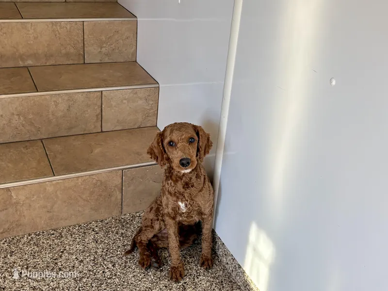 Darren F1b, a male Cockapoo for sale in Nappanee, IN – Photo 1 of 4