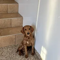 Darren F1b, a male Cockapoo for sale in Nappanee, IN – Photo 1 of 4