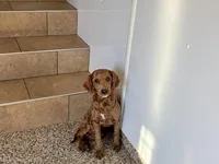 Darren F1b, a male Cockapoo for sale in Nappanee, IN – Photo 1 of 4