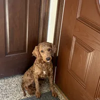 Darren F1b, a male Cockapoo for sale in Nappanee, IN – Photo 4 of 4