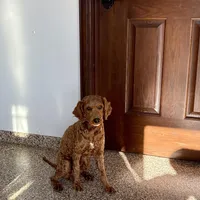 Darren F1b, a male Cockapoo for sale in Nappanee, IN – Photo 3 of 4