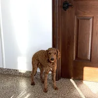 Darren F1b, a male Cockapoo for sale in Nappanee, IN – Photo 2 of 4