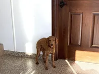 Darren F1b, a male Cockapoo for sale in Nappanee, IN – Photo 2 of 4