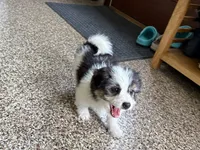 Sam, a male Maltese and Morkie for sale in Nappanee, IN – 5 of 8