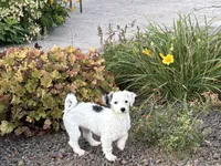 Shellie , a female Coton de Tulear and Havanese for sale in Nappanee, IN – 5 of 7