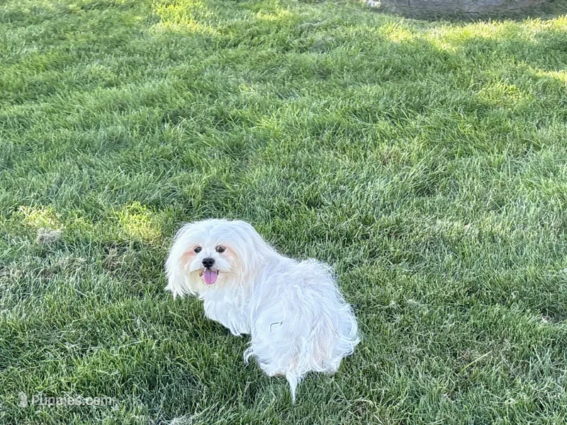 Chloe – Lhasa Apso puppy for sale in Nappanee, IN
