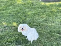 Chloe, a female Lhasa Apso for sale in Nappanee, IN – 1 of 5