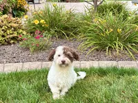 Chico, a male Havanese for sale in Nappanee, IN – 5 of 8