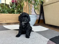 Larry F1b, a male Cockapoo for sale in Nappanee, IN – 4 of 5