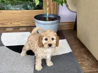 Lonnie, a male Cockapoo for sale in Nappanee, IN – 2 of 7