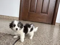 Sam, a male Maltese and Morkie for sale in Nappanee, IN – 4 of 8
