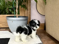 Jami , a female Lhasa Apso and Maltese for sale in Nappanee, IN – 6 of 8