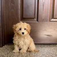 Sherrie, a female Maltipoo for sale in Nappanee, IN – Photo 5 of 8