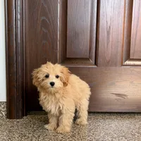 Sherrie, a female Maltipoo for sale in Nappanee, IN – Photo 7 of 8