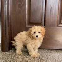 Sherrie, a female Maltipoo for sale in Nappanee, IN – Photo 1 of 8