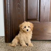 Sherrie, a female Maltipoo for sale in Nappanee, IN – Photo 4 of 8