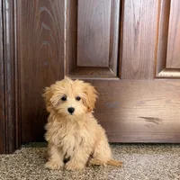 Sherrie, a female Maltipoo for sale in Nappanee, IN – Photo 2 of 8