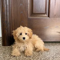 Sherrie, a female Maltipoo for sale in Nappanee, IN – Photo 3 of 8