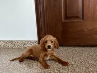 Kelly , a female Cavapoo and Cockapoo for sale in Nappanee, IN – 4 of 6